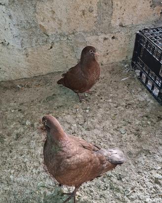 Colombi California doppiopetto