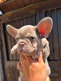 Bulldog francese femmina