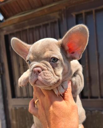 Bulldog francese femmina