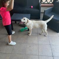 Vedo cagnolino Labrador