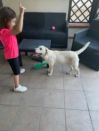 Vedo cagnolino Labrador