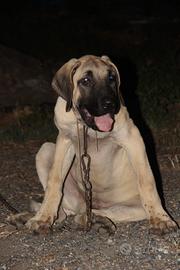 Kangal (Malakli)