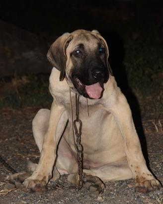 Kangal (Malakli)