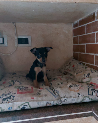 Pinscher Toy