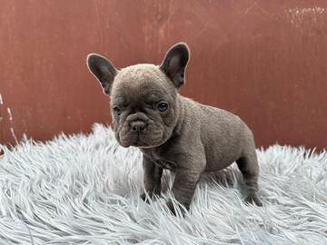 Bulldog francesi cuccioli blu