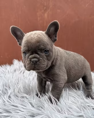 Bulldog francesi cuccioli blu