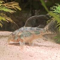 Corydoras paleatus e long fin