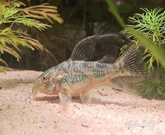 Corydoras paleatus e long fin