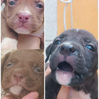 Cuccioli di pitbull blunose