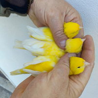 Canarini gialli 2025