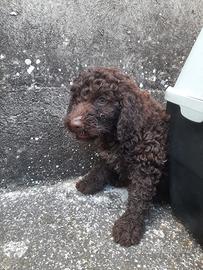 Lagotto Romagnolo