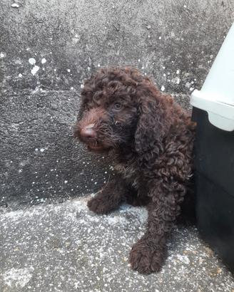 Lagotto Romagnolo