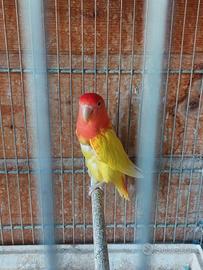 Inseparabile roseicollis femmina