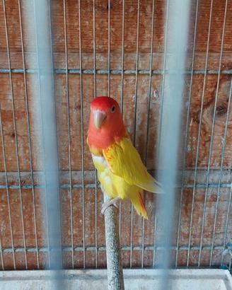 Inseparabile roseicollis femmina