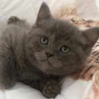 Gattini british