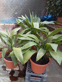 Aspidistra elatior 