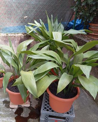Aspidistra elatior 