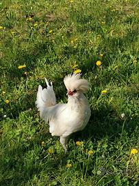 Gallo di Razza Padovana