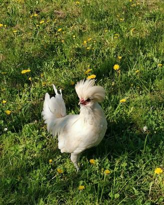 Gallo di Razza Padovana
