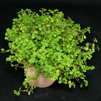 2 piante di Soleirolia in bicchiere con terra