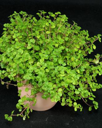 2 piante di Soleirolia in bicchiere con terra