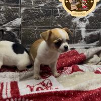 Chihuahua maschietto