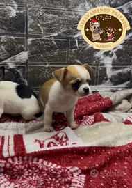 Chihuahua maschietto