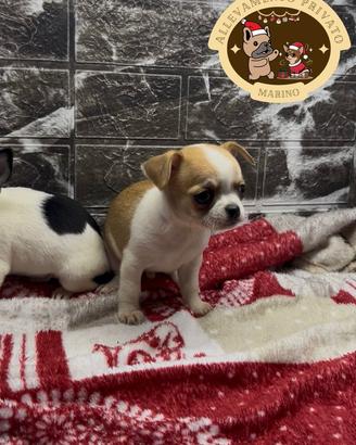 Chihuahua maschietto