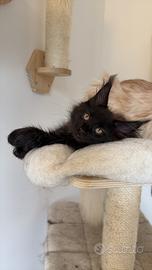 Maine coon con pedigree