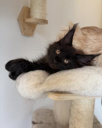 Maine coon con pedigree