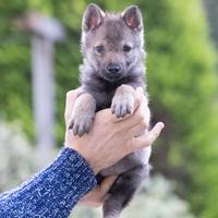 Cuccioli Cane Lupo Cecoslovacco con Pedigree ENCI