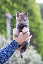 Cuccioli Cane Lupo Cecoslovacco con Pedigree ENCI