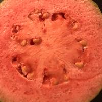 3 piante di Guava rosa