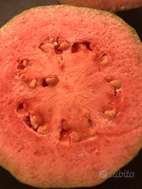 3 piante di Guava rosa