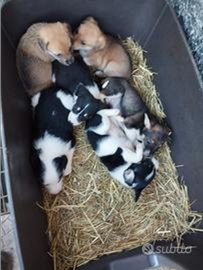 Cuccioli taglia piccola