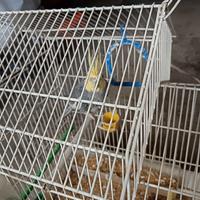 4 Fischer e un calopsite maschio