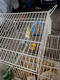 4 Fischer e un calopsite maschio