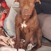 American Pit bull terrier