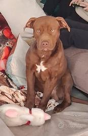 American Pit bull terrier