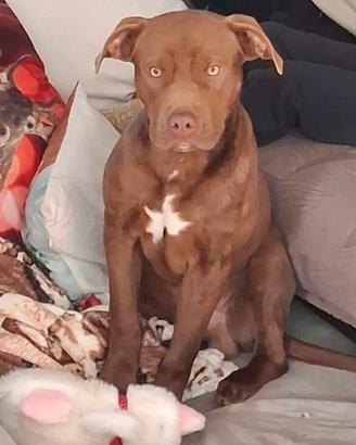 American Pit bull terrier