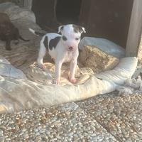 Cuccioli di Pit bull
