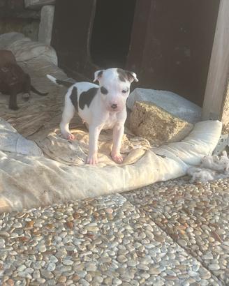 Cuccioli di Pit bull