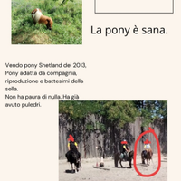 PONY Shetland