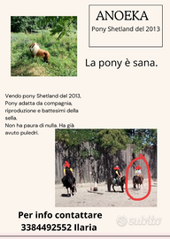 PONY Shetland