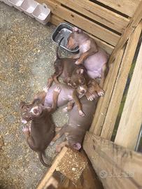 Cucciolo Pitbull