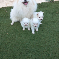 Pomeriana originalissimo