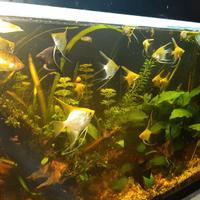 acquario con  teca zona emersa 500 litri