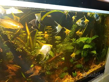 acquario con  teca zona emersa 500 litri