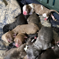 Cuccioli Amstaff x Pitbull
