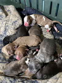 Cuccioli Amstaff x Pitbull